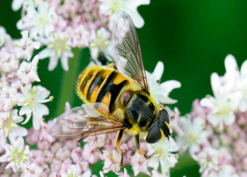аскофероз пчёл